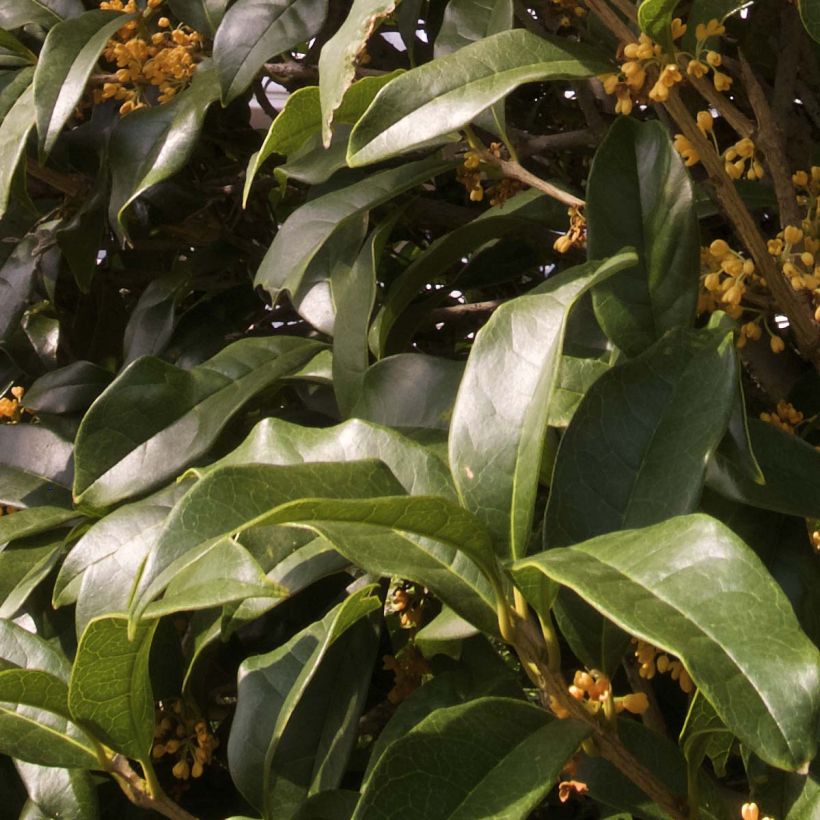 Osmanthus fragrans var. aurantiacus (Folhagem)
