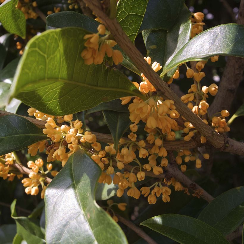 Osmanthus fragrans var. aurantiacus (Floração)