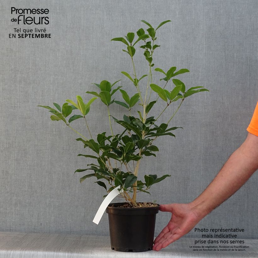 Amostra de Osmanthus fragrans var. aurantiacus Vaso de 2 L/3 L tal como entregue no verão