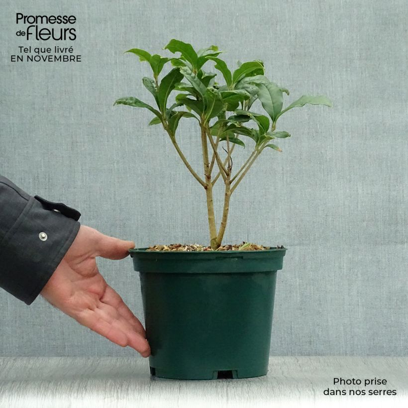 Amostra de Osmanthus fragrans var. aurantiacus Vaso de 2 L/3 L tal como entregue no outono