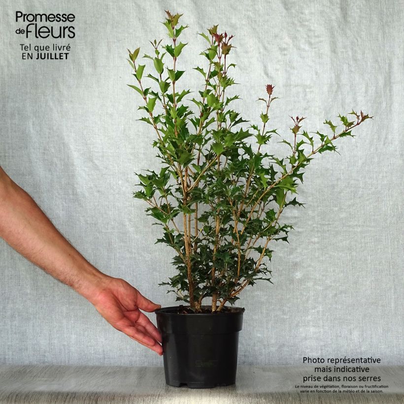 Amostra de Osmanthus heterophyllus Gulftide Vaso de 2 L/3 L tal como entregue no verão