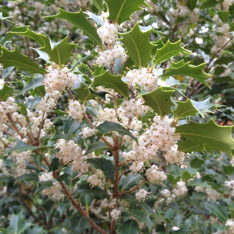 Osmanthus heterophyllus Gulftide (Floração)