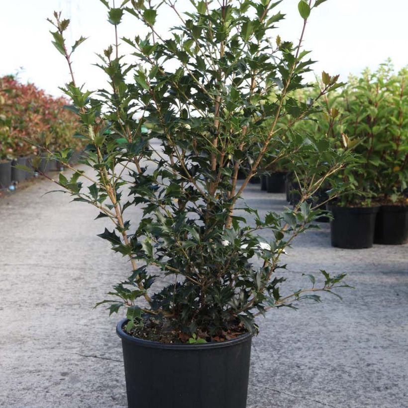 Exemplo de amostra de Osmanthus heterophyllus Gulftide Vaso de 12 L/15 L tal como entregue
