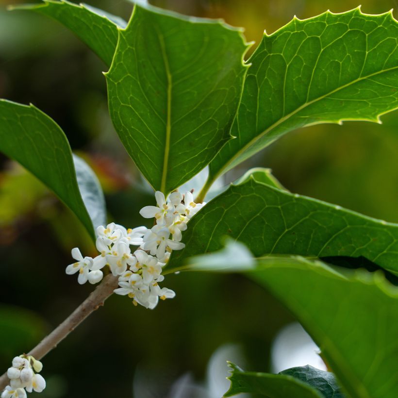 Osmanthus heterophyllus (Floração)