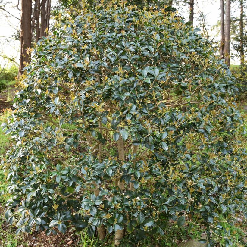 Osmanthus heterophyllus (Hábito)