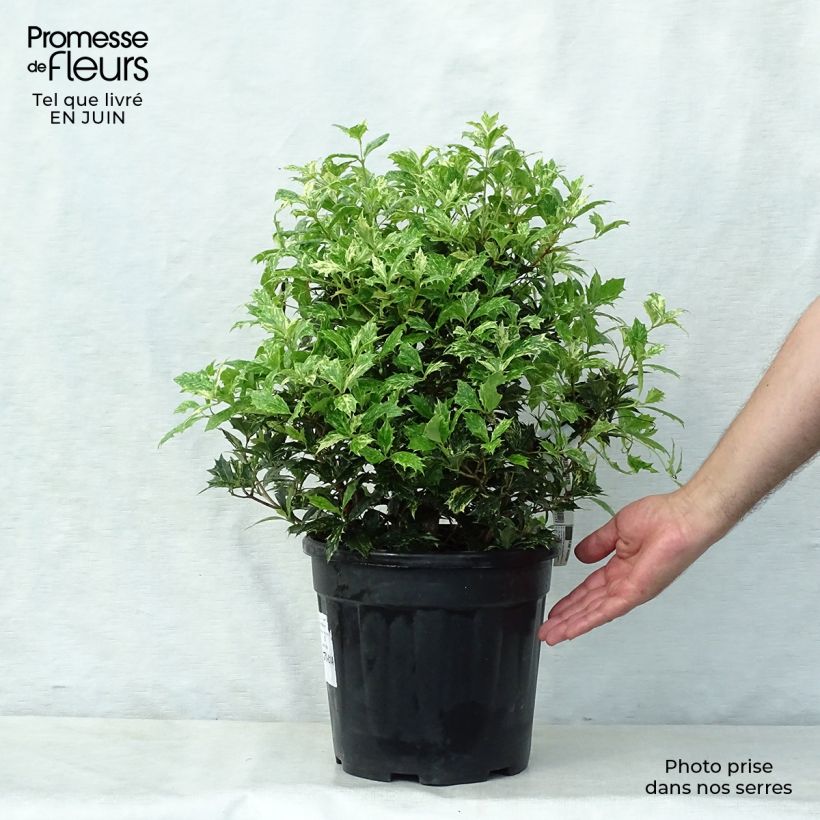 Amostra de Osmanthus heterophyllus Tricolor Vaso de 7,5 L/10 L tal como entregue no verão