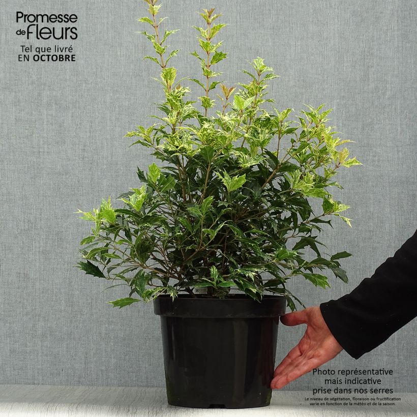 Amostra de Osmanthus heterophyllus Tricolor Vaso de 7,5 L/10 L tal como entregue no outono