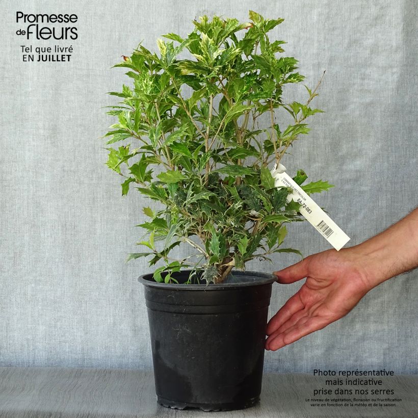 Amostra de Osmanthus heterophyllus Tricolor Vaso de 4 L/5 L tal como entregue no verão