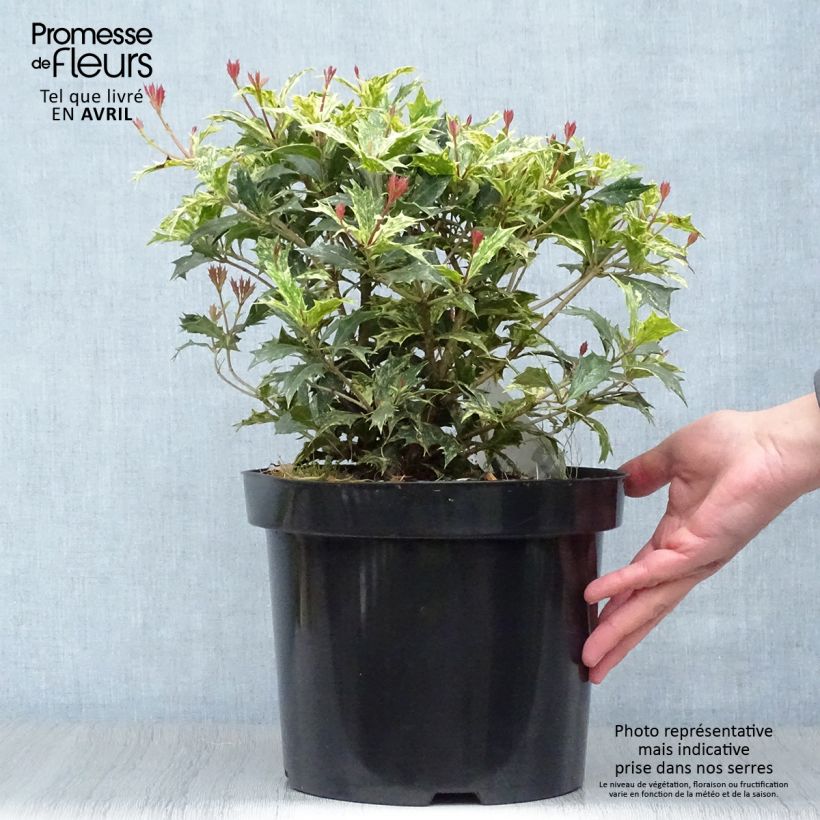 Amostra de Osmanthus heterophyllus Tricolor Vaso de 4 L/5 L tal como entregue na primavera