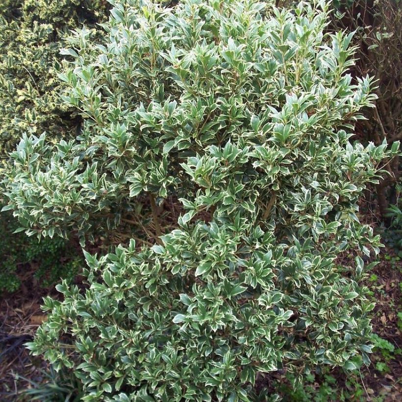 Osmanthus heterophyllus Variegatus (Hábito)