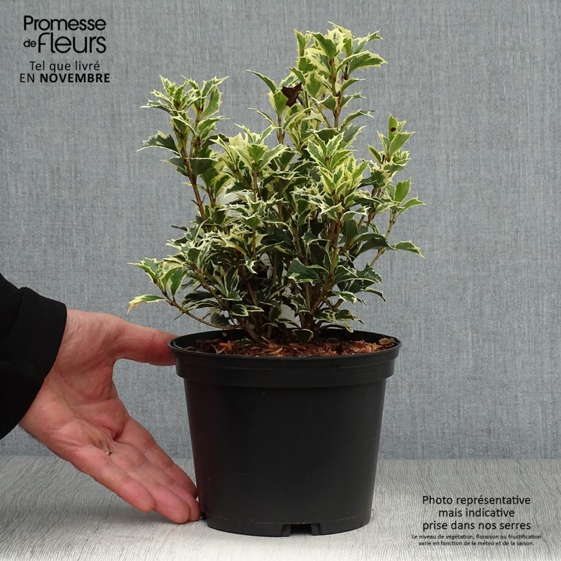 Amostra de Osmanthus heterophyllus Variegatus Vaso de 2 L/3 L tal como entregue no outono