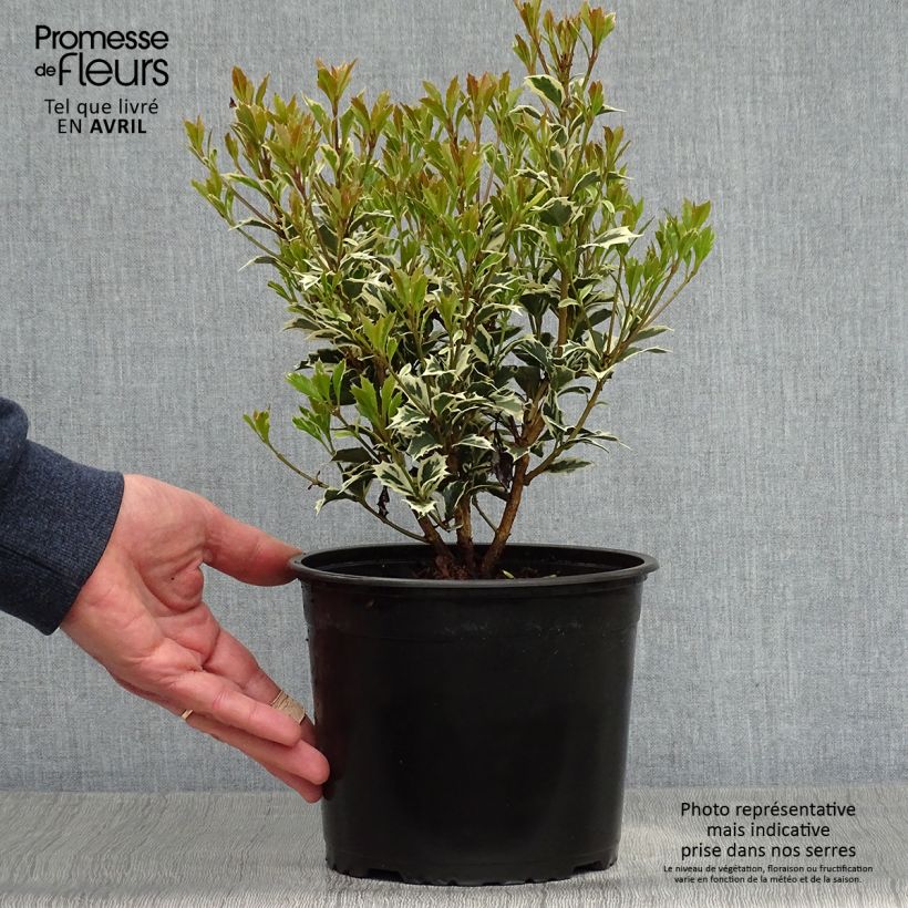 Amostra de Osmanthus heterophyllus Variegatus Vaso de 2 L/3 L tal como entregue na primavera