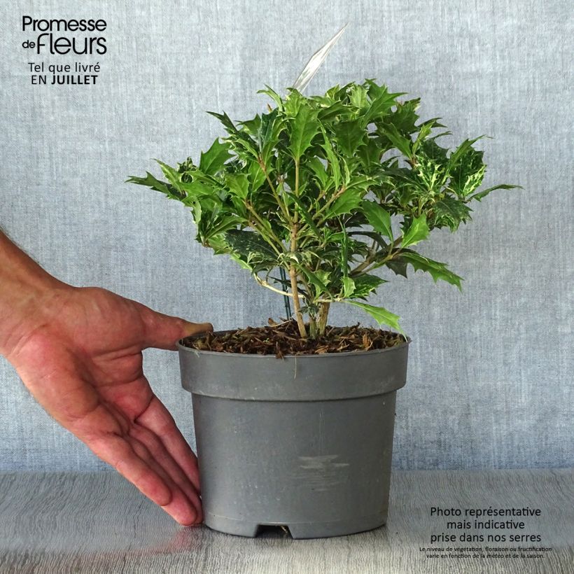 Amostra de Osmanthus heterophyllus Tricolor Vaso de 2 L/3 L tal como entregue no verão