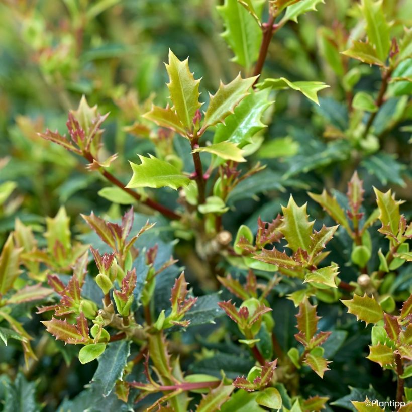 Osmanthus heterophyllus Perfume Party - Osmanto-heterófilo (Folhagem)