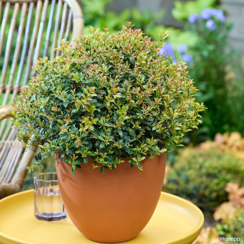 Osmanthus heterophyllus Perfume Party - Osmanto-heterófilo (Hábito)