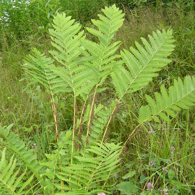 Osmunda claytoniana (Hábito)