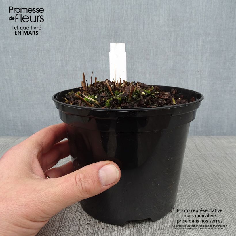 Amostra de Osmunda claytoniana - Osmonde de Clayton, fougère Vaso de 2 L/3 L tal como entregue no inverno