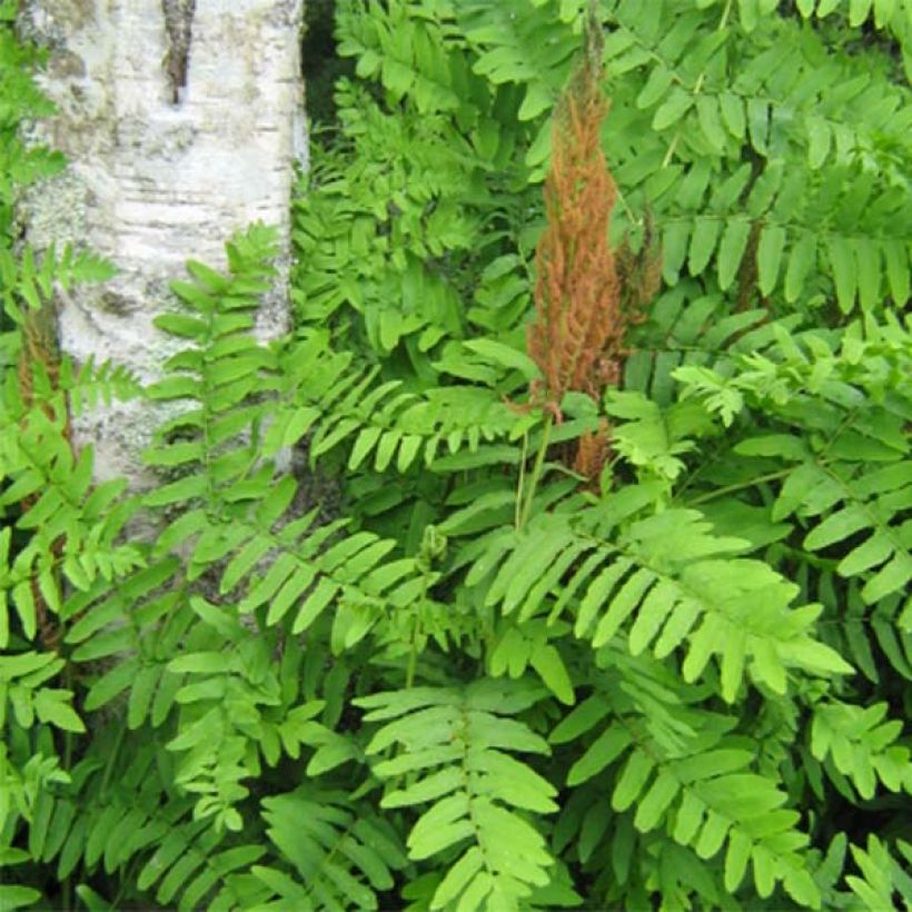 Osmunda regalis Purpurascens (Folhagem)