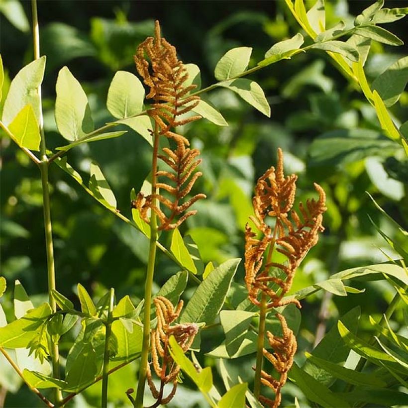 Osmunda japonica (Floração)