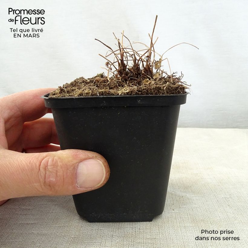 Amostra de Osmunda japonica Vaso de 8/9 cm tal como entregue na primavera