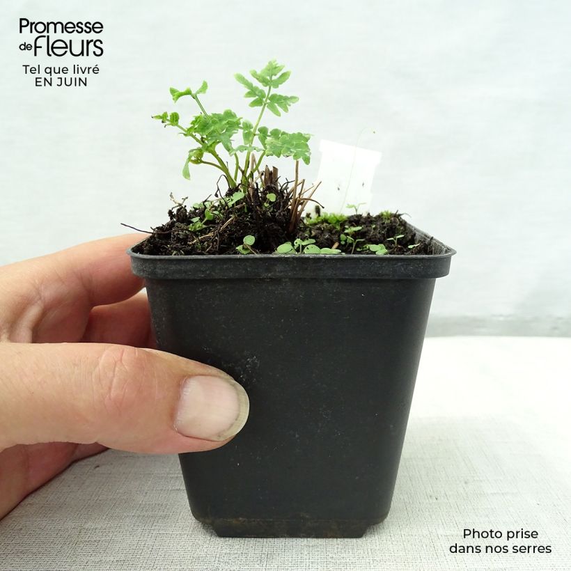 Amostra de Osmunda japonica Vaso de 8/9 cm tal como entregue no verão