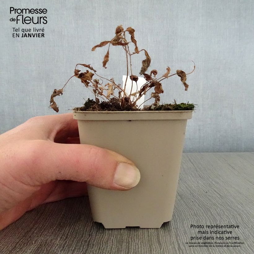 Amostra de Osmunda japonica - Fougère Vaso de 8/9 cm tal como entregue no inverno