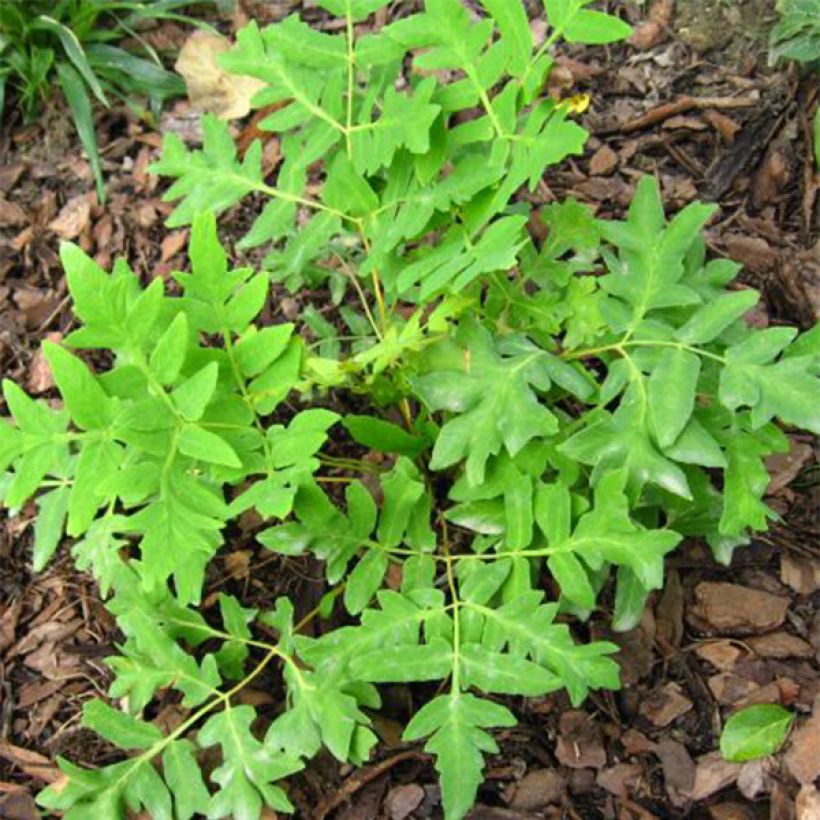 Osmunda regalis Cristata (Folhagem)