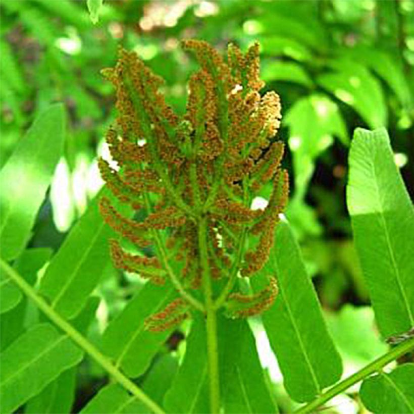 Osmunda regalis Cristata (Floração)