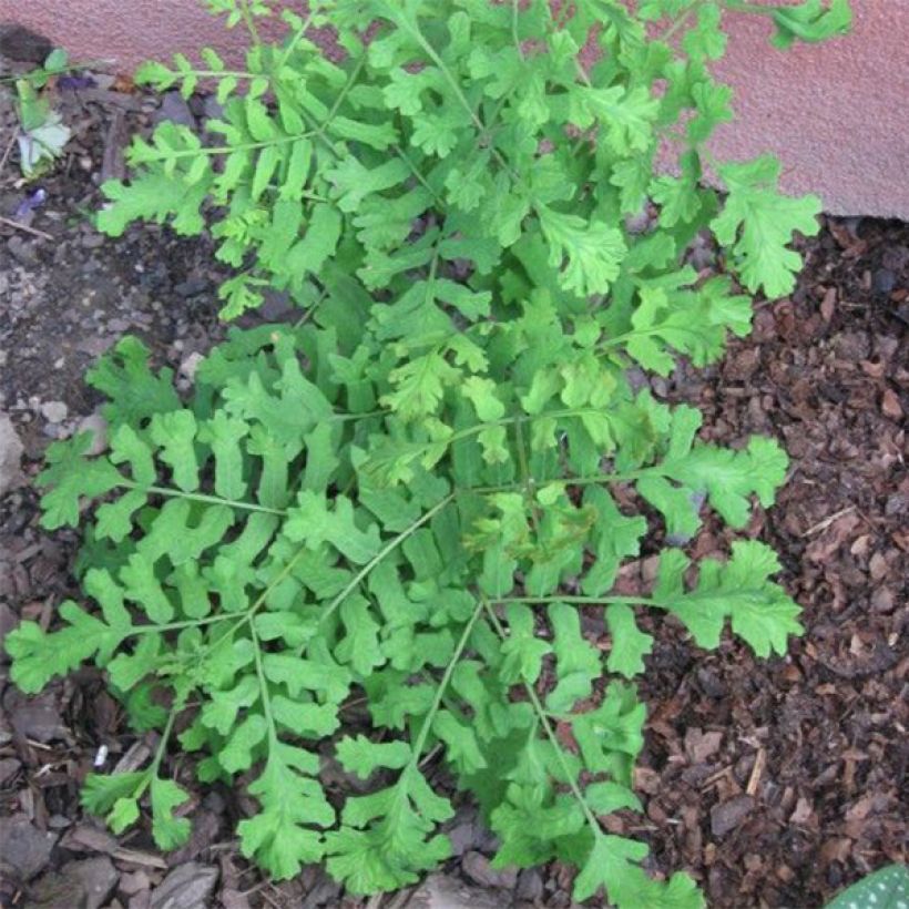 Osmunda regalis Cristata (Hábito)