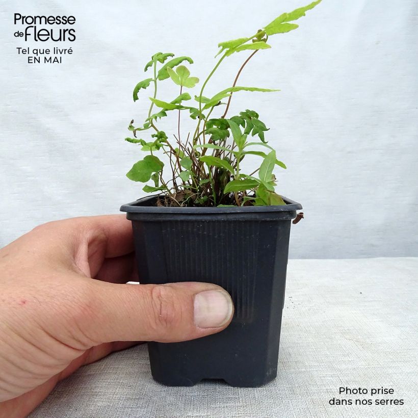 Amostra de Osmunda regalis Purpurascens Vaso de 8/9 cm tal como entregue na primavera