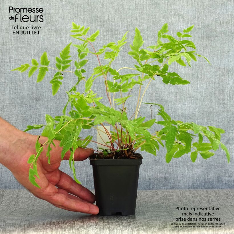 Amostra de Osmunda regalis Purpurascens Vaso de 8/9 cm tal como entregue no verão