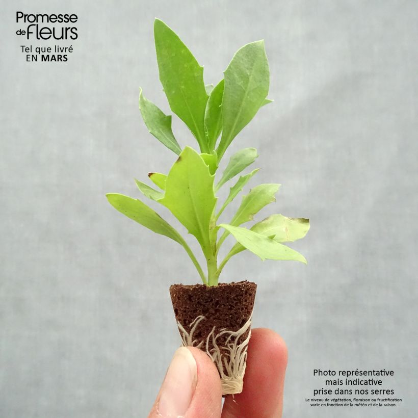 Amostra de Osteospermum Cape Daisy White Mini-motte Ø 3/4 cm tal como entregue na primavera