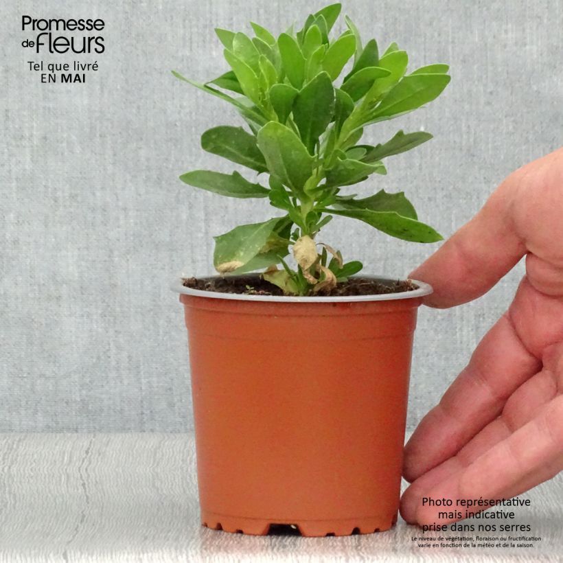 Amostra de Osteospermum Cape Daisy White Pot de 10 cm/11cm tal como entregue na primavera