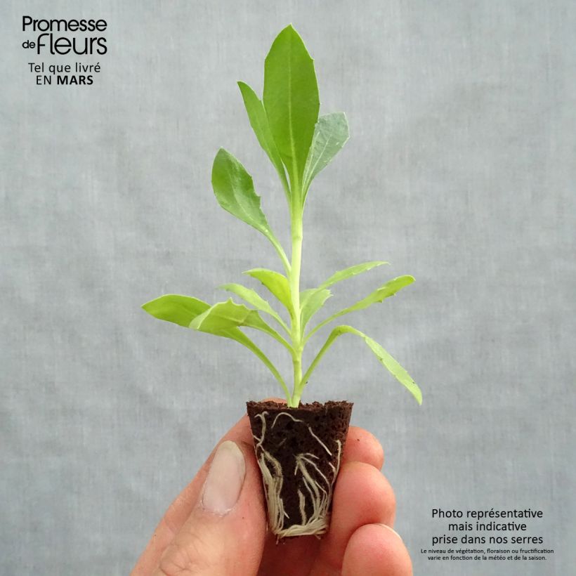 Amostra de Osteospermum Deep Purple  Mini-motte Ø 3/4 cm tal como entregue na primavera