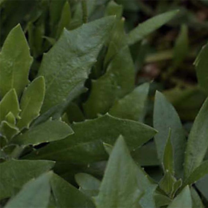 Margarida-do-cabo Flower Power Spider Purple (Folhagem)