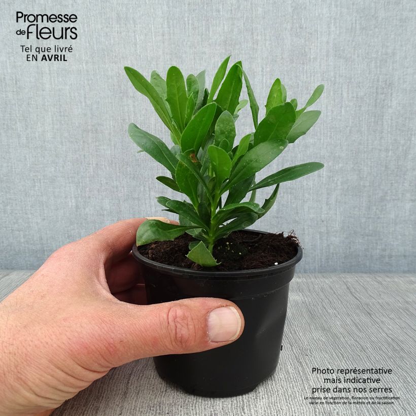 Amostra de Osteospermum Flower Power Spider Purple Pot de 10 cm/11cm tal como entregue na primavera