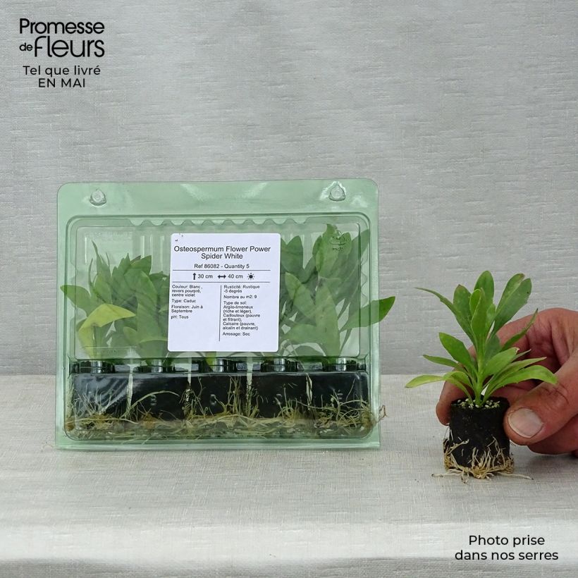 Amostra de Osteospermum Flower Power Spider White Mini-motte Ø 3/4 cm tal como entregue na primavera