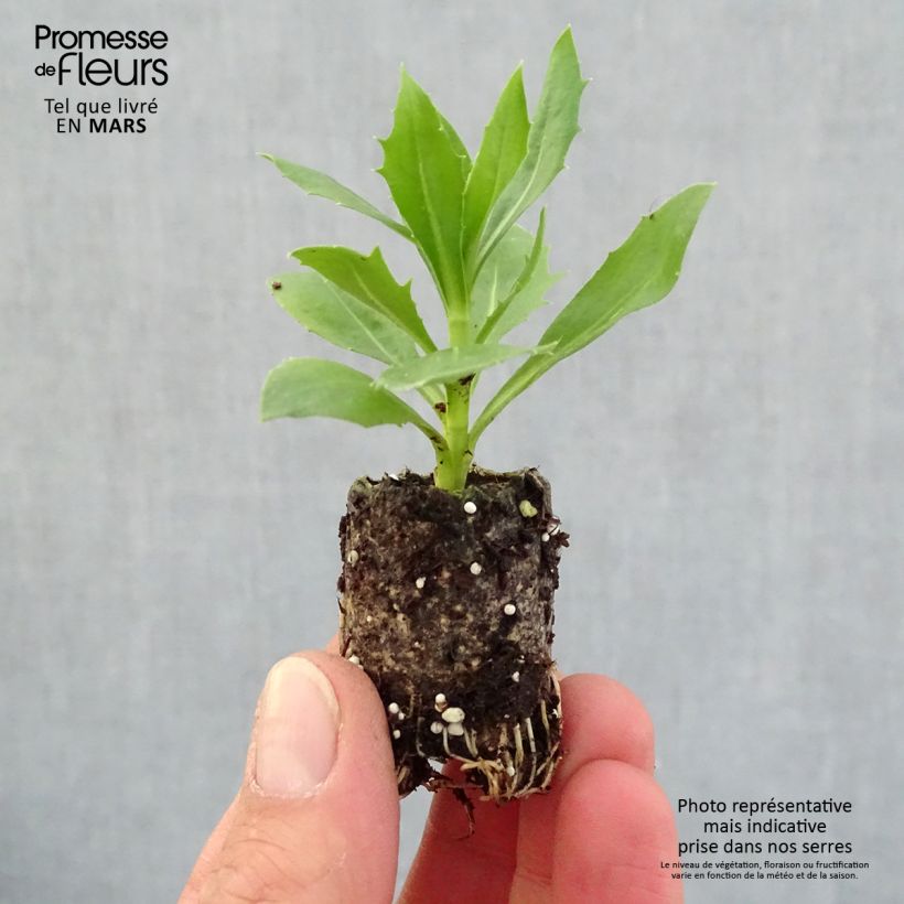 Amostra de Osteospermum Summersmile Cream Mini-motte Ø 3/4 cm tal como entregue na primavera