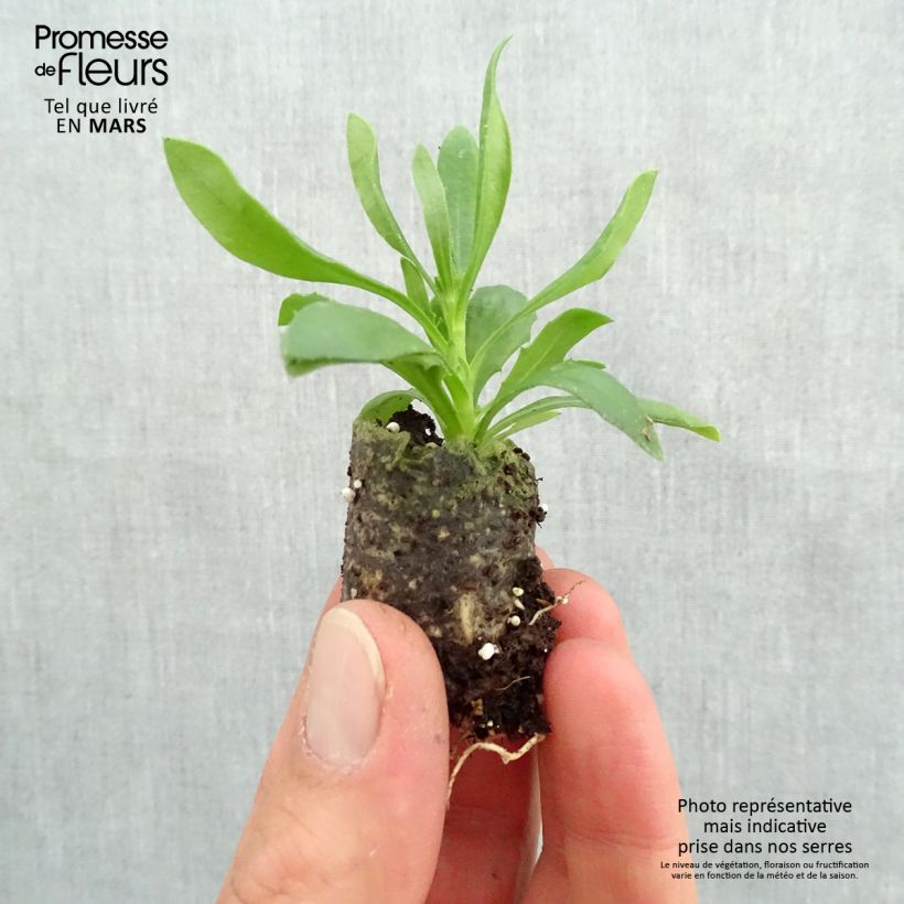 Amostra de Osteospermum Summersmile Soft Violet Mini-motte Ø 3/4 cm tal como entregue na primavera