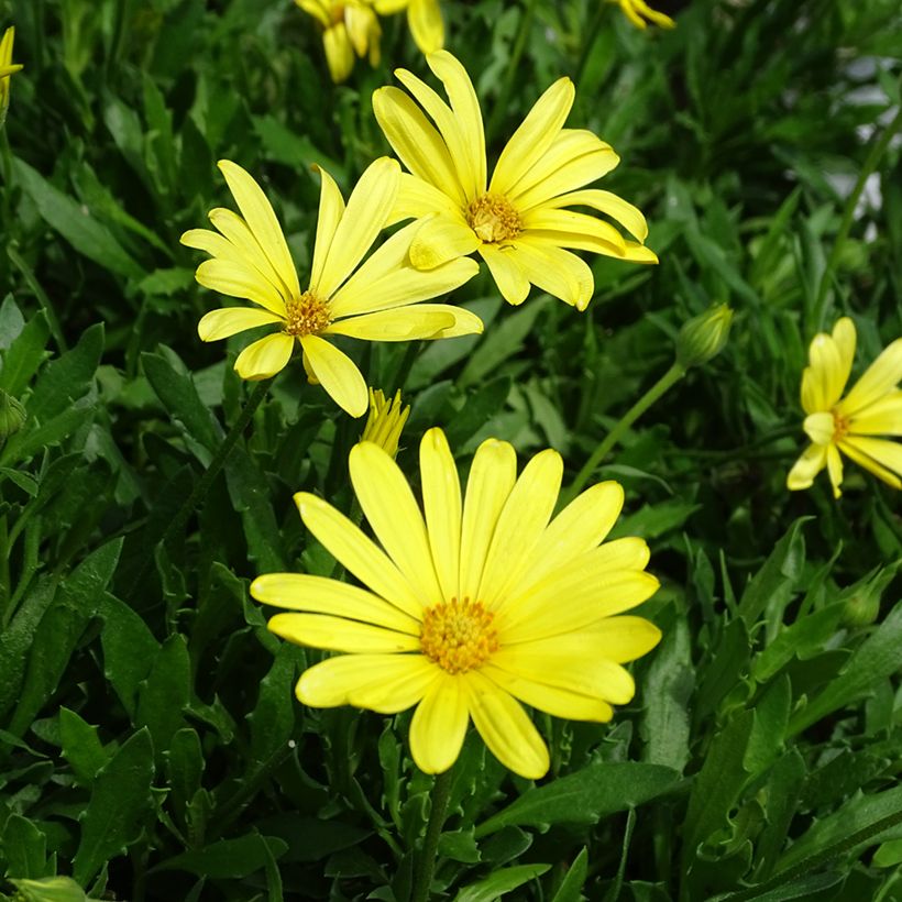Margarida-do-cabo Voltage Yellow (Floração)