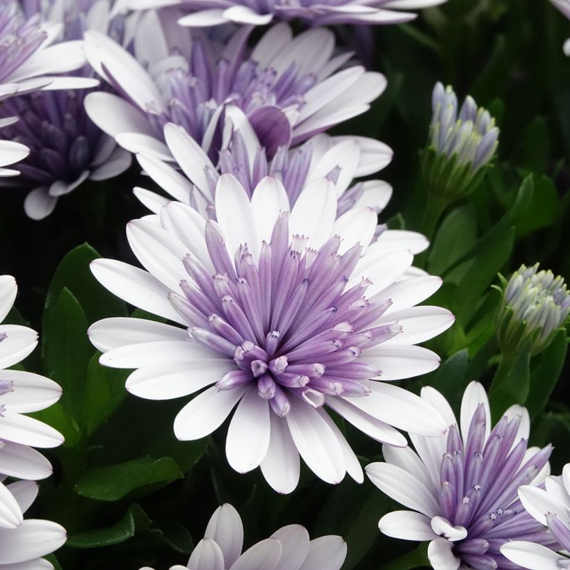 Margarida-do-cabo 3D Steel Blue - Osteospermum ecklonis (Floração)