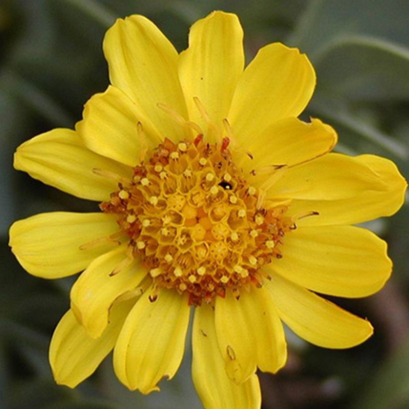 Othonna cheirifolia (Floração)