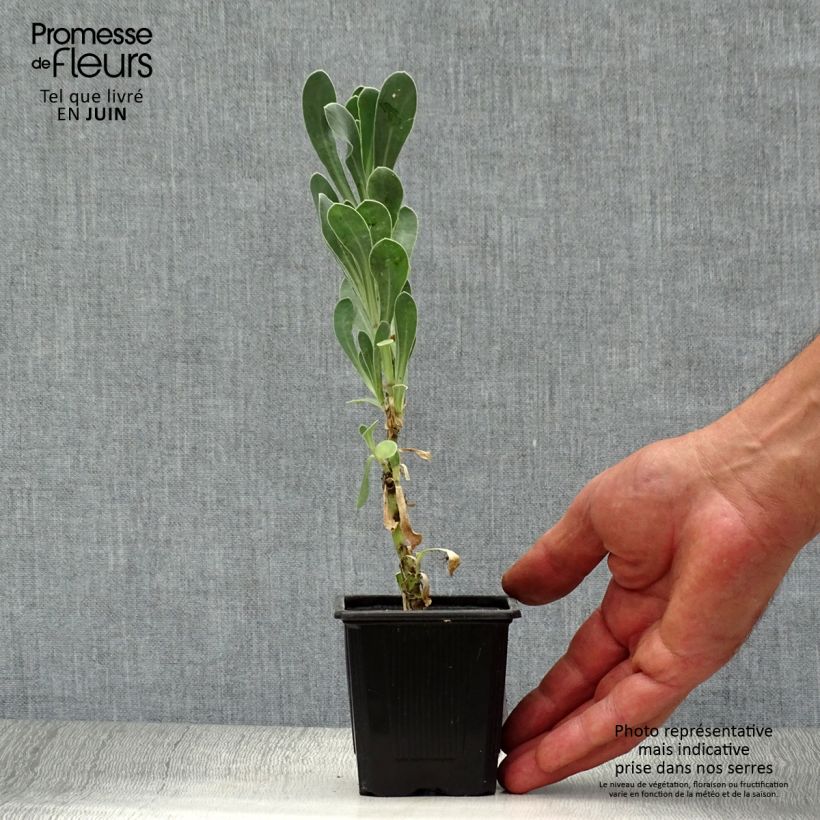 Amostra de Othonna cheirifolia Vaso de 8/9 cm tal como entregue no verão