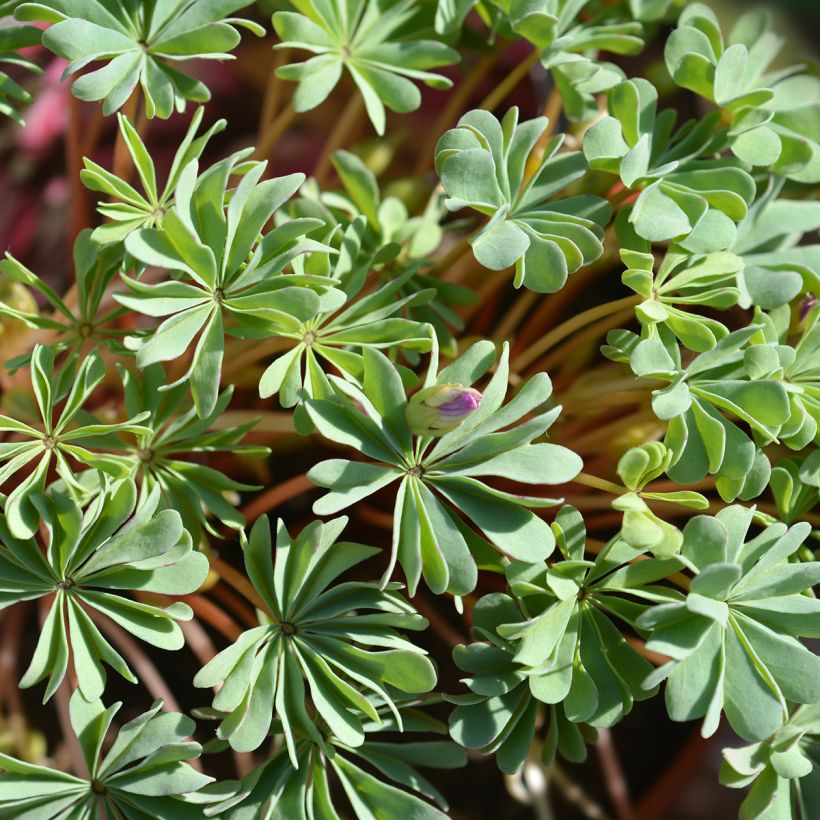 Oxalis adenophylla (Folhagem)