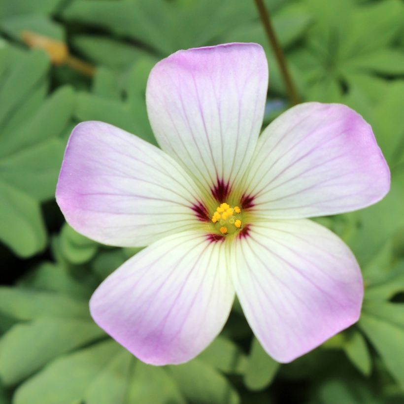 Oxalis adenophylla (Floração)