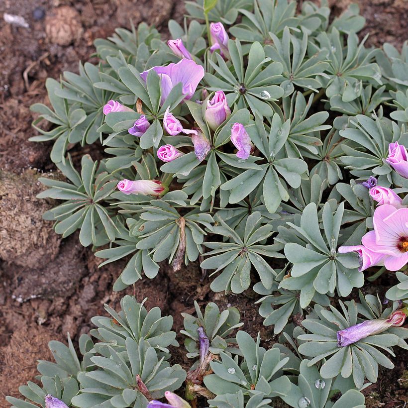 Oxalis adenophylla (Hábito)