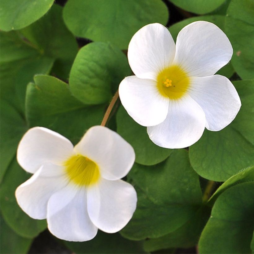 Oxalis purpurea Alba (Floração)