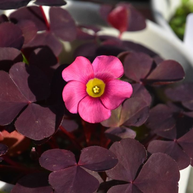 Oxalis purpurea Garnet (Floração)