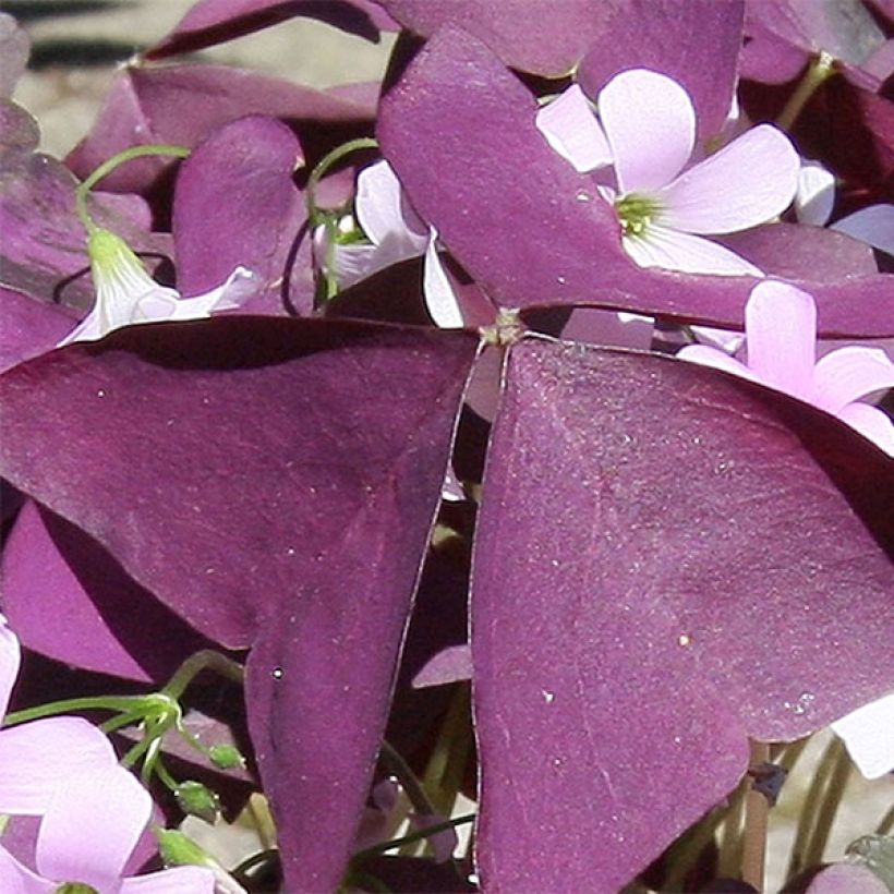 Oxalis triangularis subsp. papilionacea Atropurpurea (Folhagem)