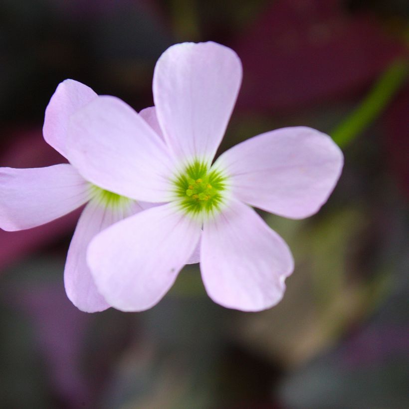 Oxalis triangularis subsp. papilionacea Atropurpurea (Floração)